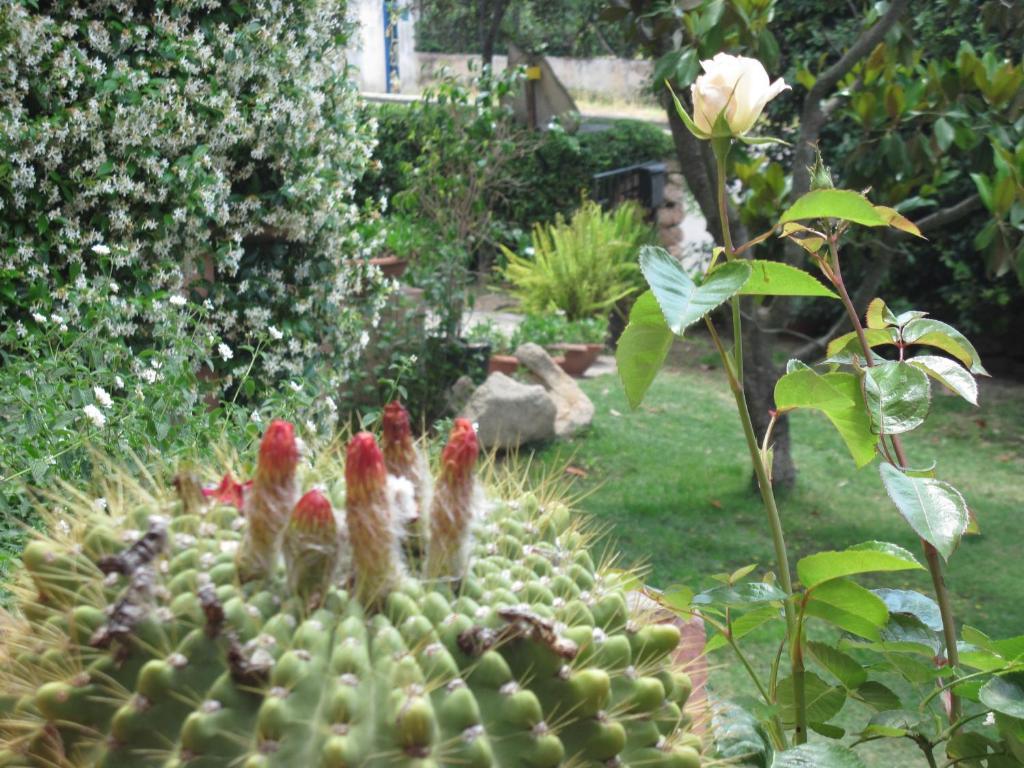 Bed & Breakfast Dessole Όλμπια Εξωτερικό φωτογραφία